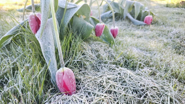 Red tulips suffering from frost damage, surrounded by icy grass.
