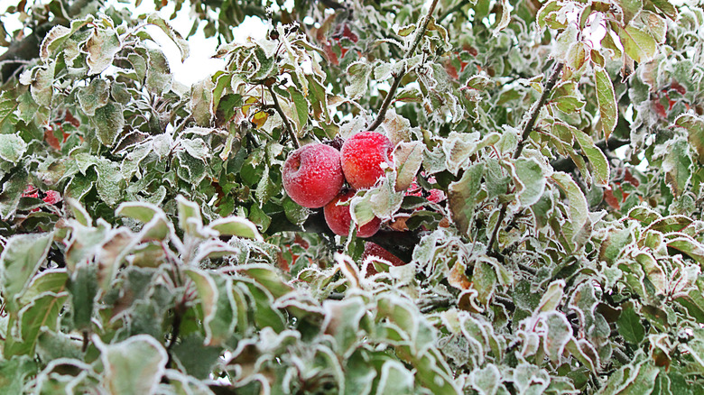 apple tree in frost conditions