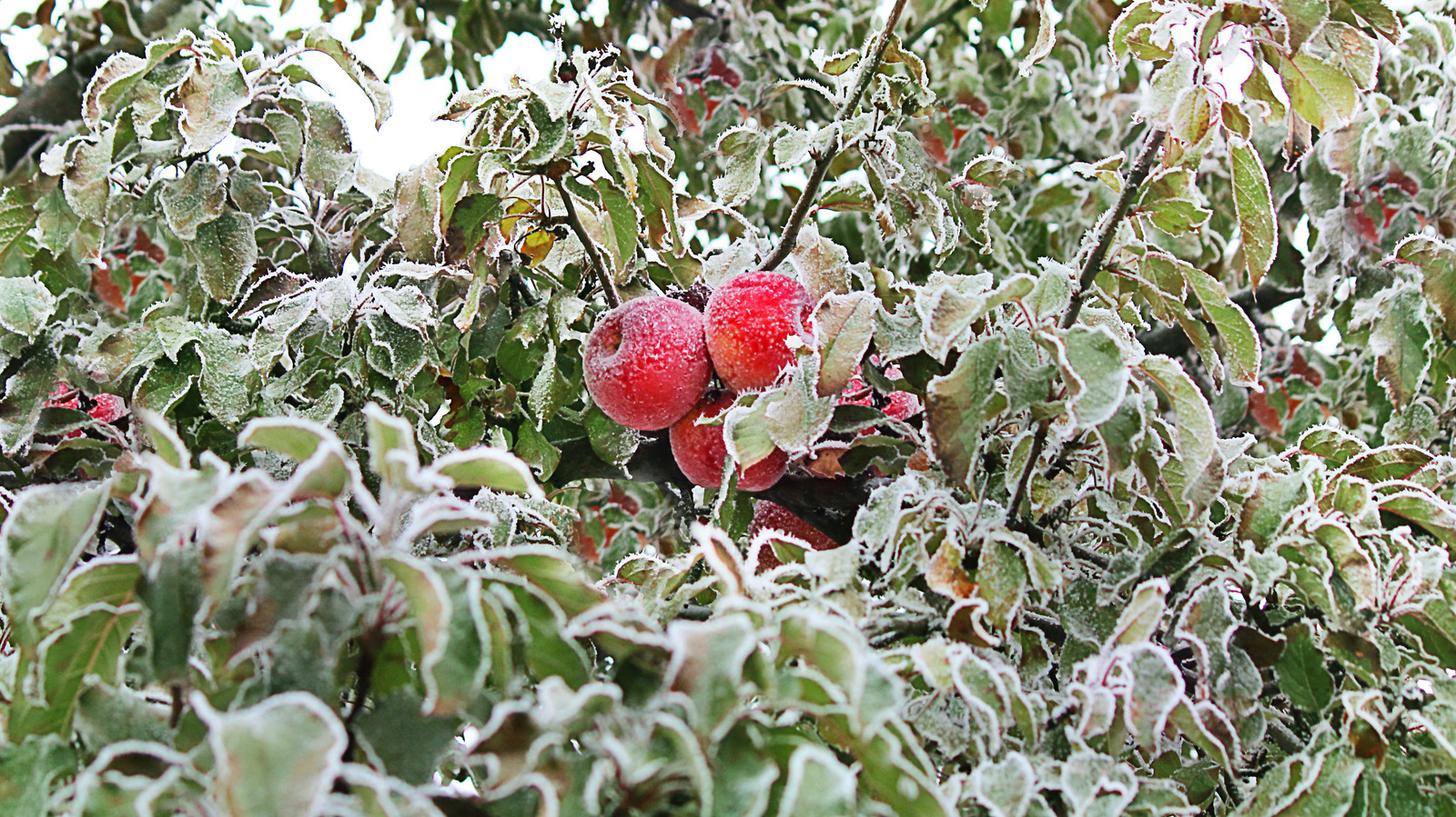 fruit-trees-you-didn-t-know-you-could-grow-in-colder-climates