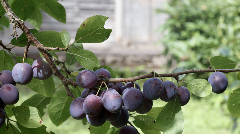 Plums hanging from a tree branch outside a house