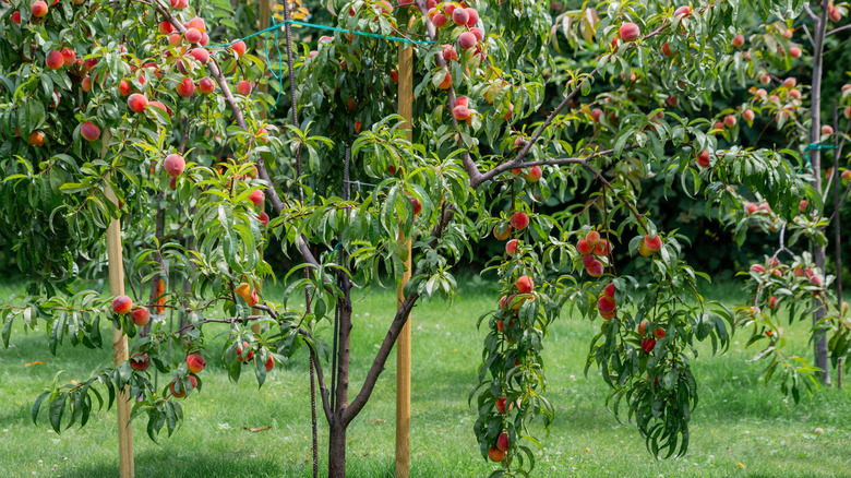 A young peach tree flowering in a garden