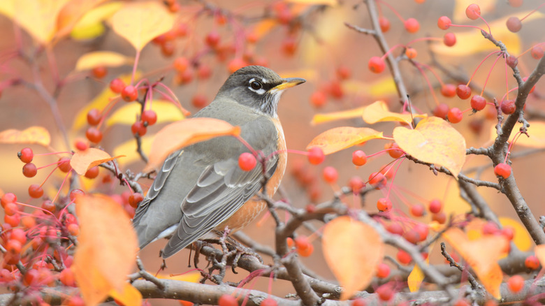 Robin in crabapple tree.