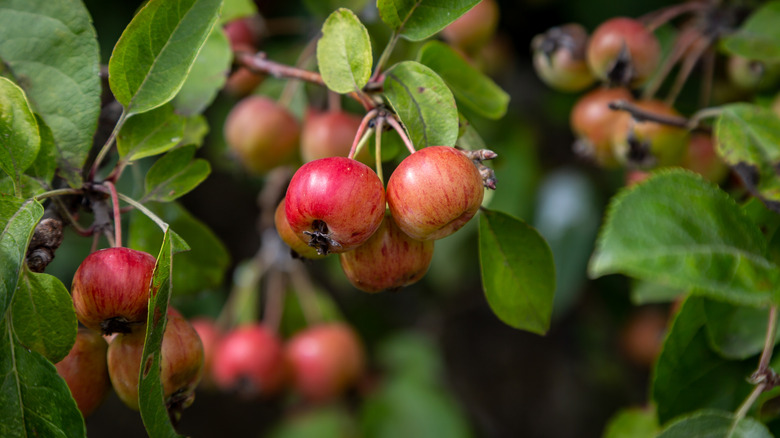 Fruit ripening on a crabapple tree