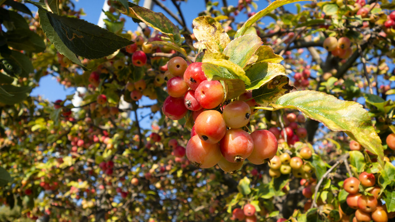 Crabapple tree full of fruit.