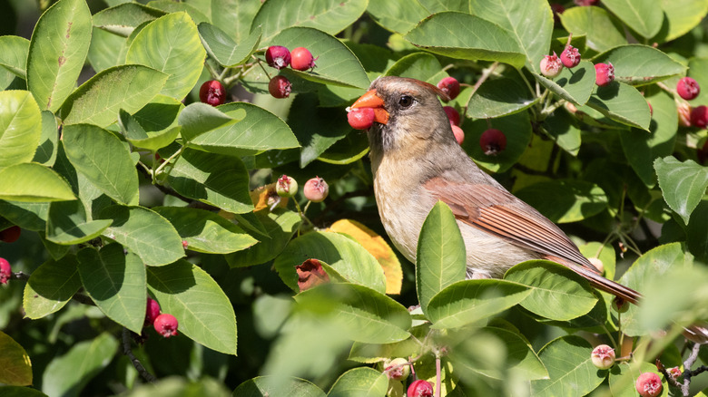Female cardinal with berries in her mouth in green leaves