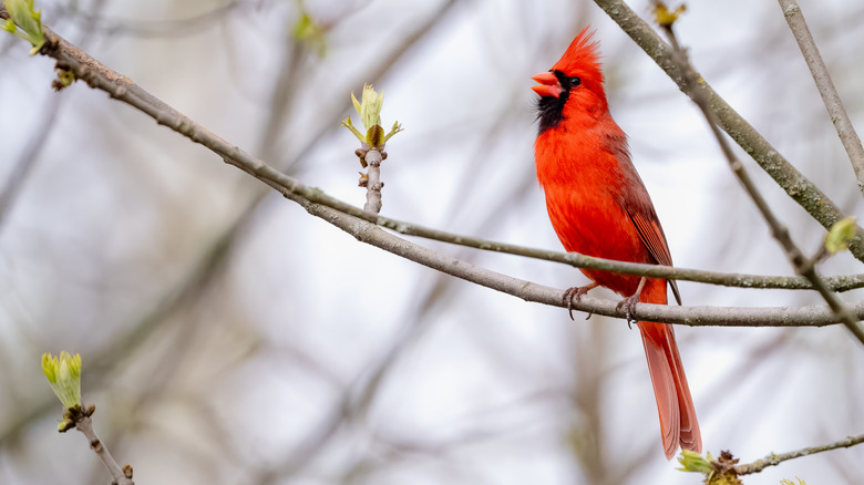 Cardinal on a tree limb