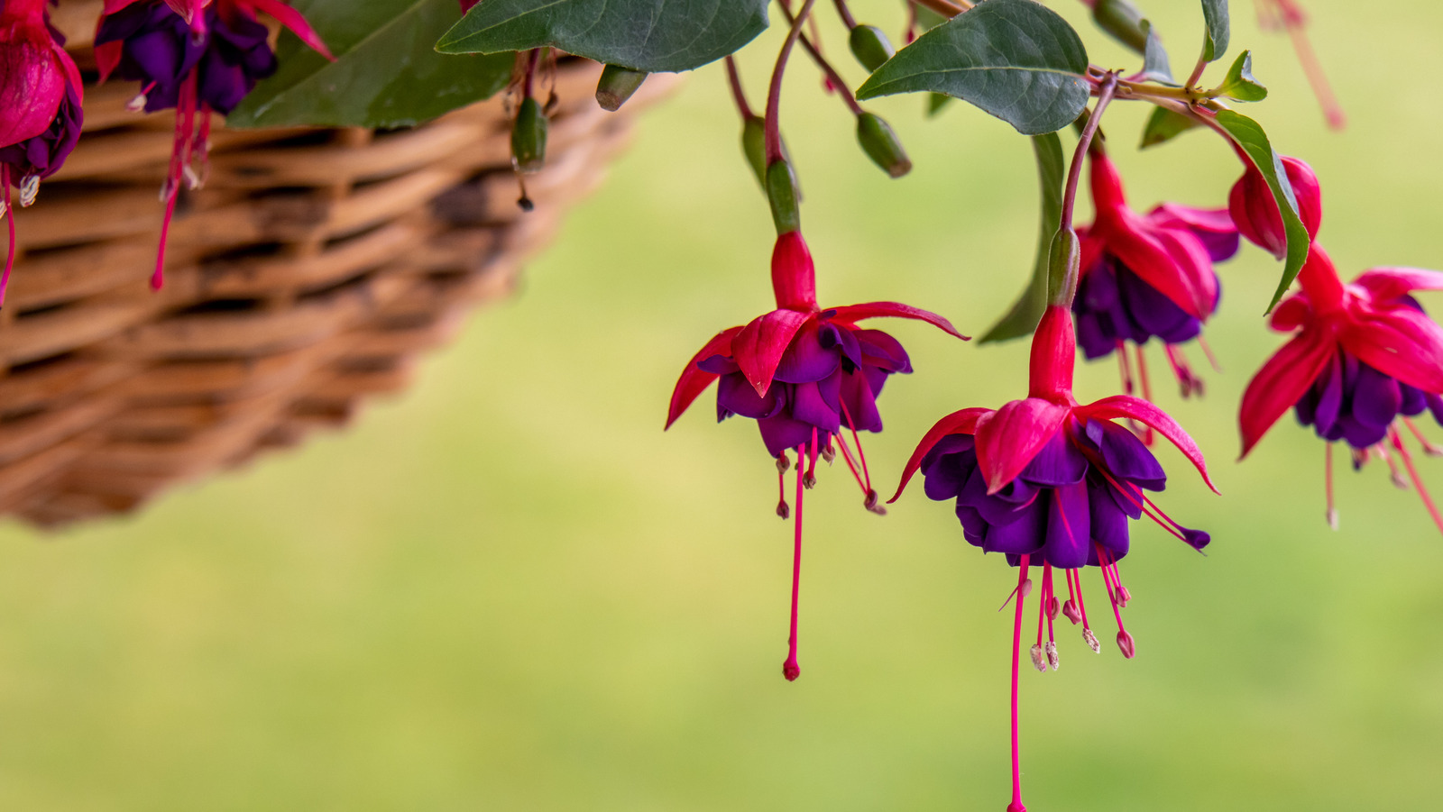 Fuchsia Dark Eyes \u0026 Hanging Baskets Are A Match Made In Hummingbird Heaven, image size:1600x901