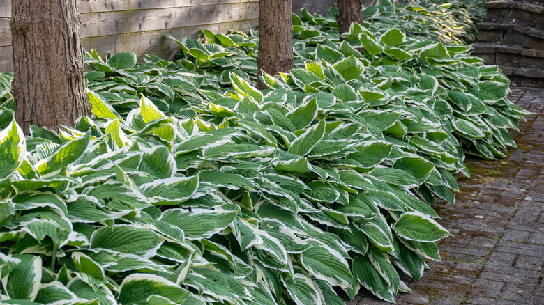 Large planting of hostas under trees.