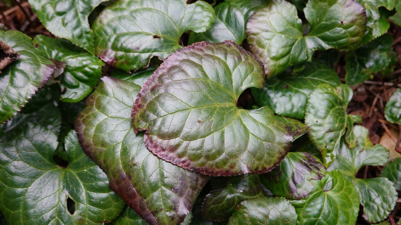 Beesia calthifolia