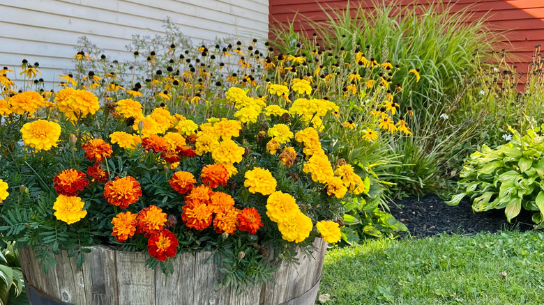 A barrel used as a planter for yellow and red and orange marigolds
