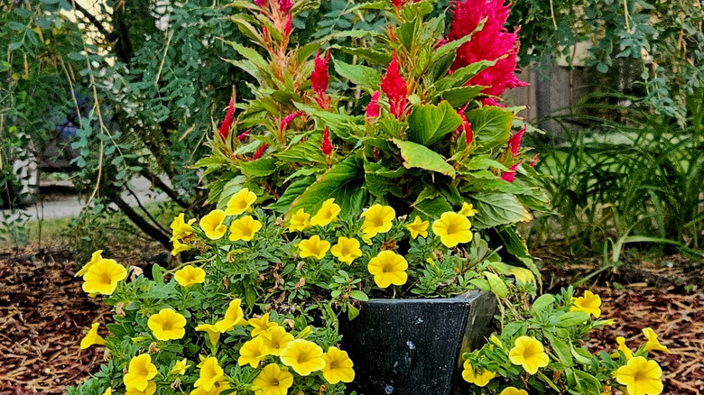 Container with red celosia and yellow Supertunias