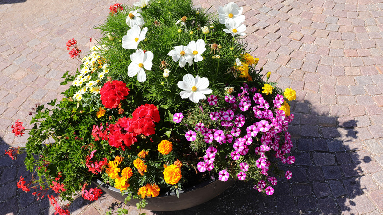 a planter with red geraniums, white cosmos, orange marigolds, and a purple petunia hybrid
