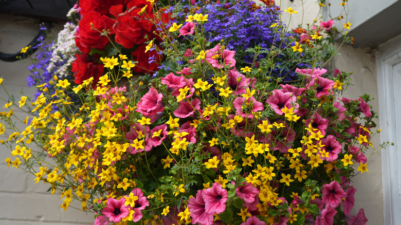 A hanging planter with yellow, pink, blue, red, and white flowers