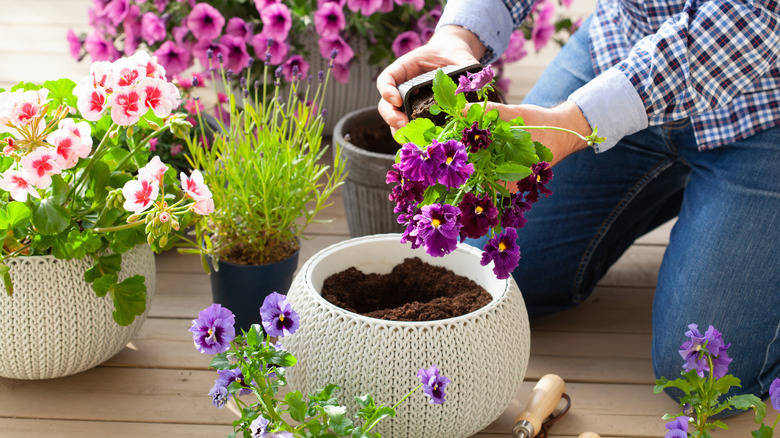 A person planting colorful flowers in containers