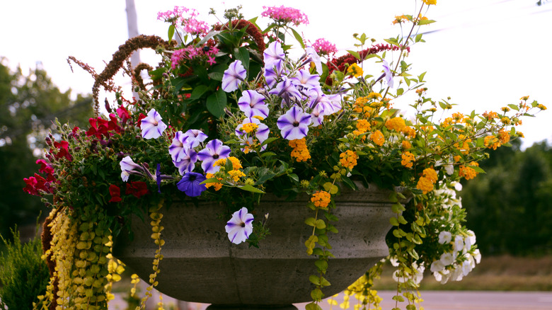 A round planter with creeping jenny, lantana, amaranth, snapdragons, and petunias