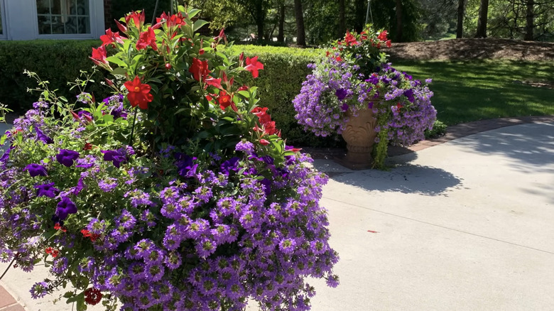 A patio with two identical planter arrangements, including red mandevilla vine and purple flowers