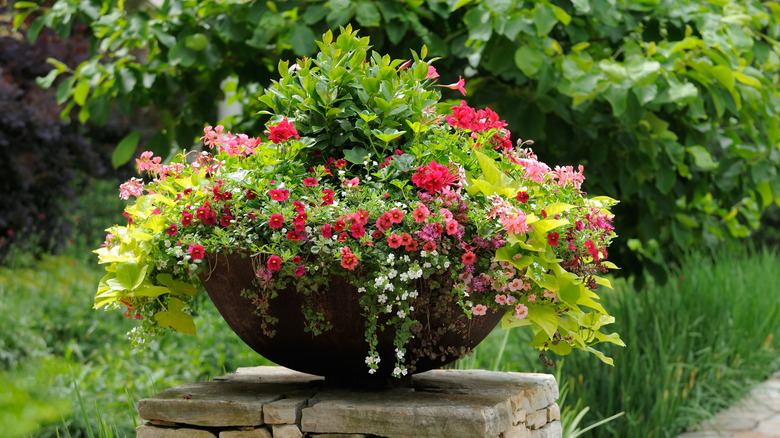 A planter on top of a stone column, with pink and red flowers and green sweet potato vine