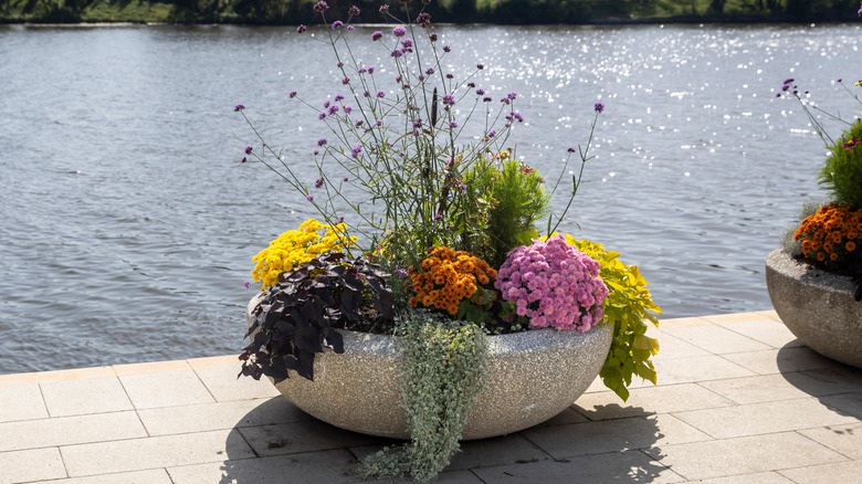 A large planter on a patio beside a lake, with mums, sweet potato vine, tall verbena, and dichondra