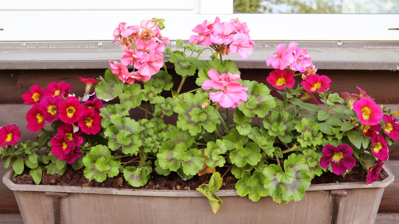 A window box planter with magenta petunias on either side of pink geraniums