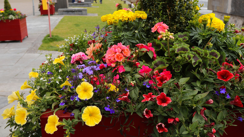 Planter with yellow and red Supertunia, blue lobelia, pink geraniums, and yellow marigolds