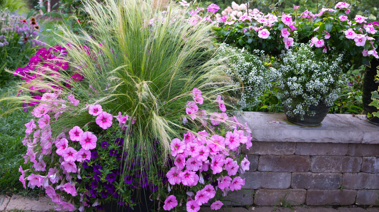 Patio planter with Mexican feather grass, pink Supertunias, and purple million bells flowers