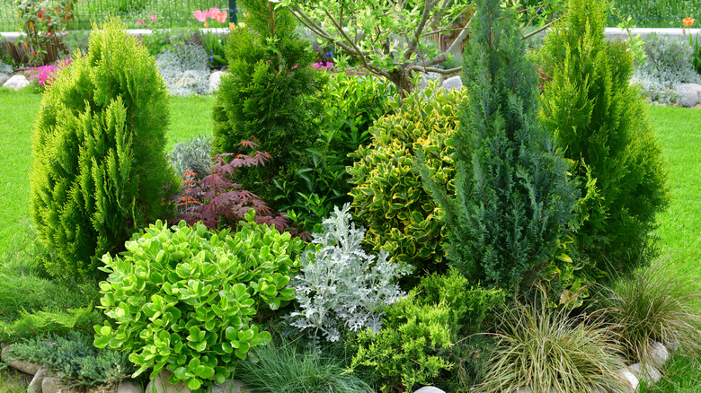 Group of decorative tall and full bushes in backyard
