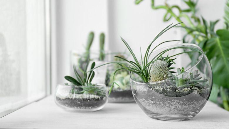 glass succulent terrariums on counter
