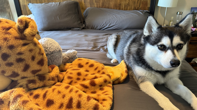 Mini-husky on Furify sheets