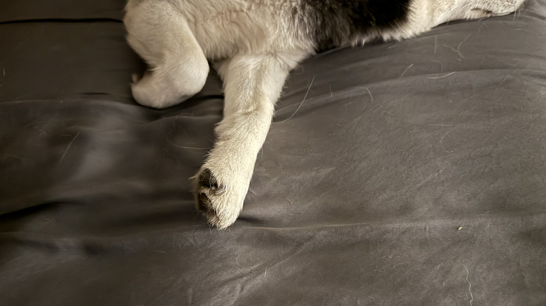 A little fur from the dog on sheets