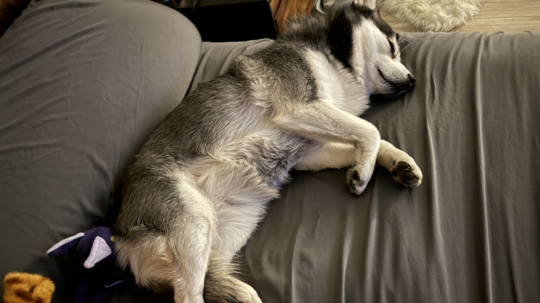 The dog passed out on new Furify sheets