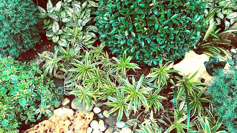 A shade garden with variegated plants in the center