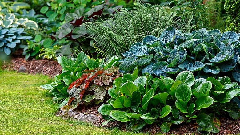 A shade garden with plants that have different textures and colors