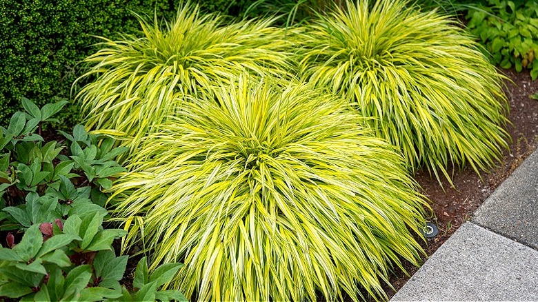 Japanese forest grass planted along a sidewalk in a shady location