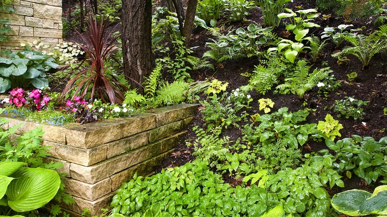 A garden with flowers and green plants that receives shade