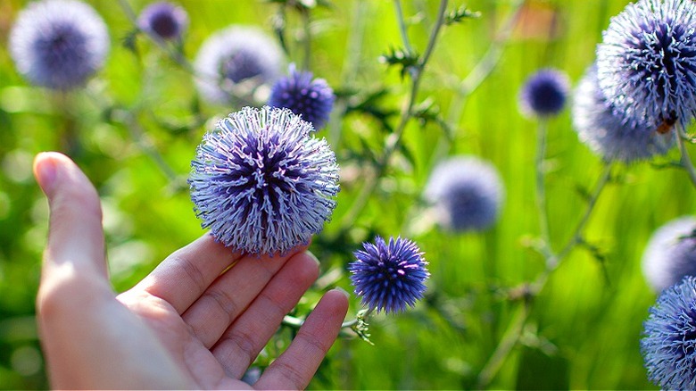 A close-up view of a hand touching globe thistle flowers in a garden