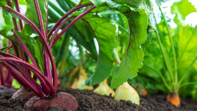 beets carrots and onions