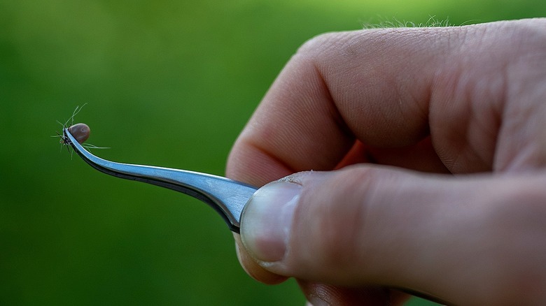 A close-up of a hand holding a pair of tweezers that have just removed a tick