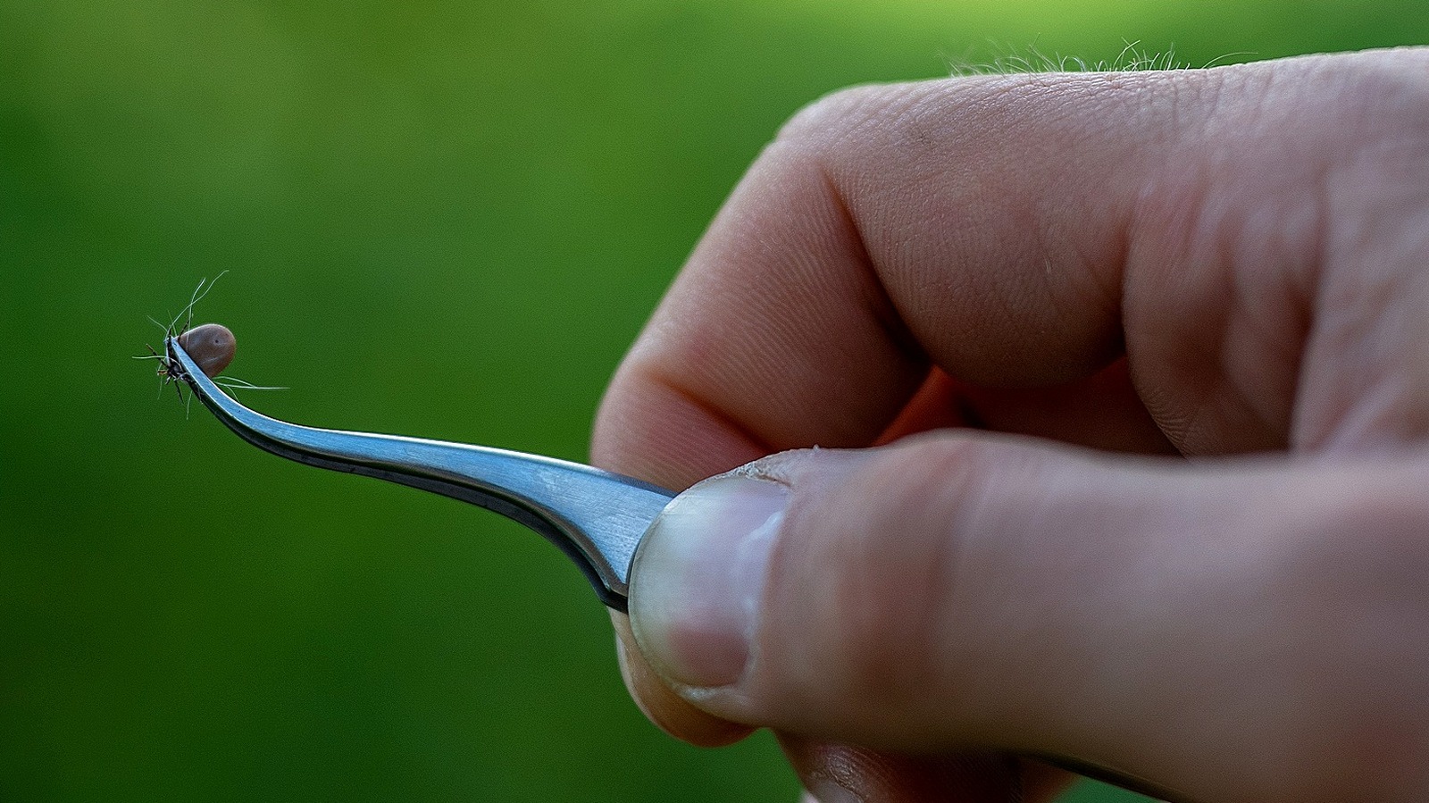 Be Warned: The Popular Garden Feature That Could Be Attracting Ticks