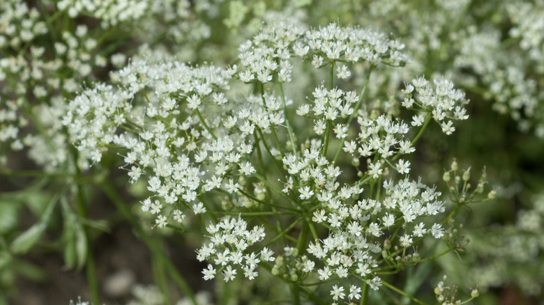 Close up of small white anise flowers