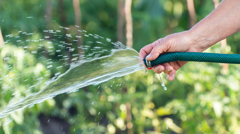 person holding end of garden hose to water lawn