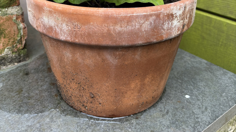 base of a terracotta plant pot