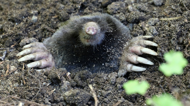 Mole coming out of hole