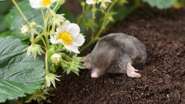 garden mole next to flower