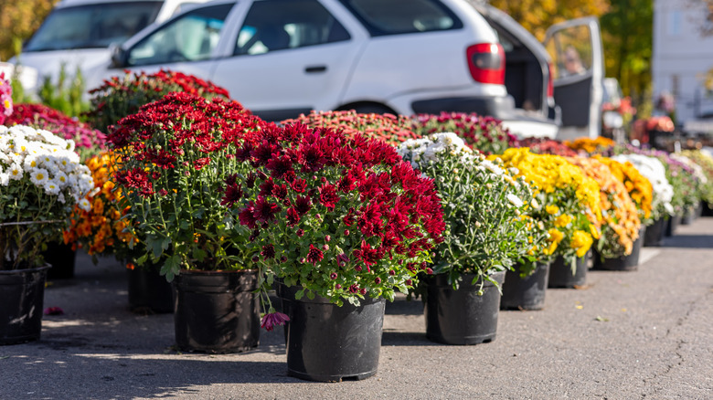 florist mums in a variety of colors in a parking lot