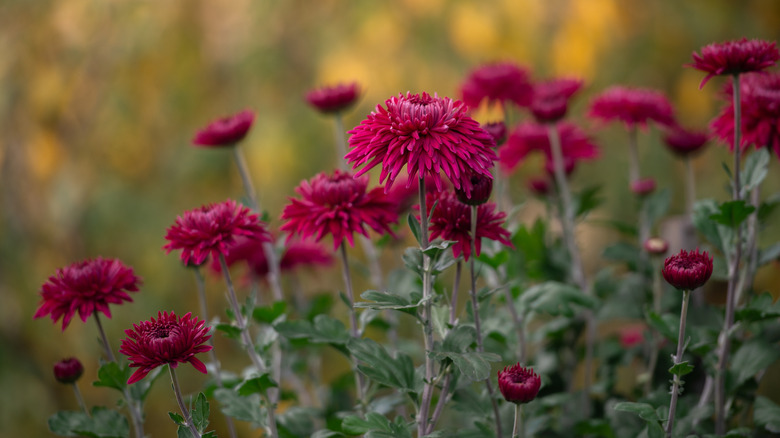 burgundy garden mums planted in the ground