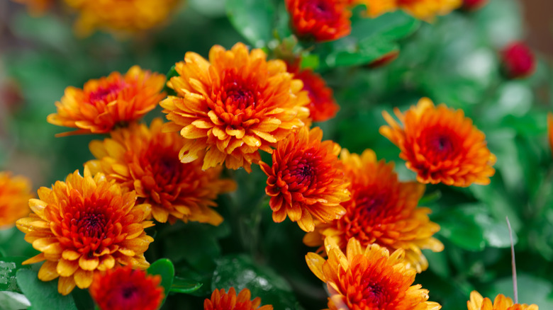 orange chrysanthemums in bloom