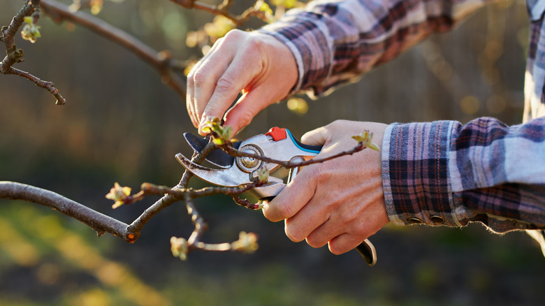 A man pruning a fruit tree