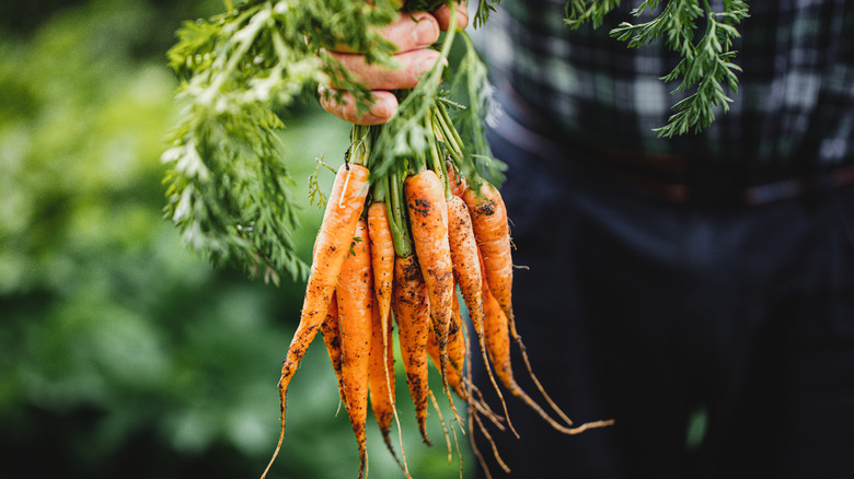 A person harvests carrots from the garden.