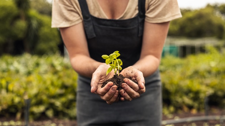 woman holding a seedling
