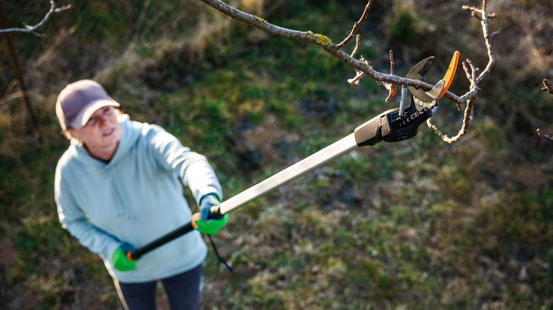 Gardener using long pruners to prune a tree